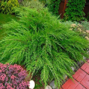 Можжевельник средний Минт Джулеп